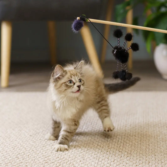 L’Araignée de Chasse