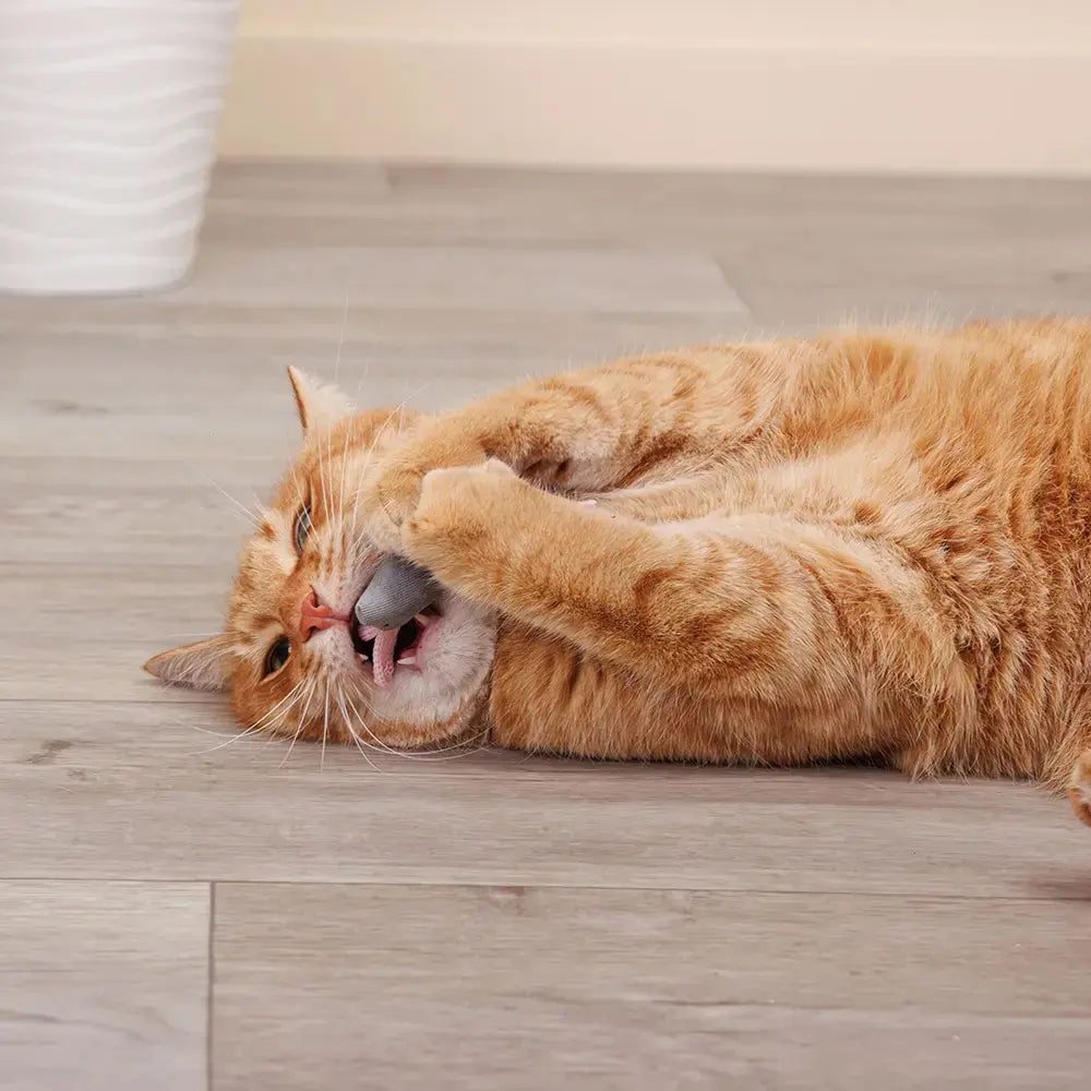La Petite Souris