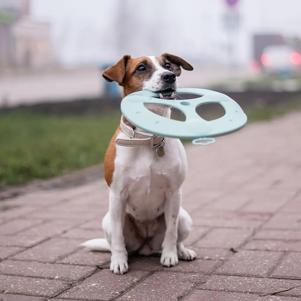 Le Frisbee