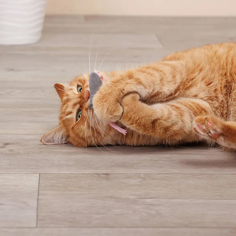 La Petite Souris