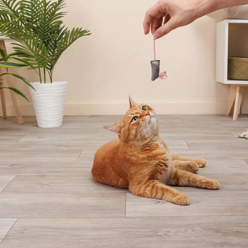 La Petite Souris